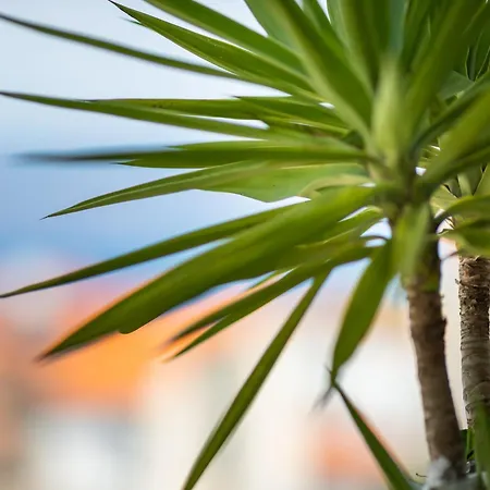 Oaza Appartement Supetar